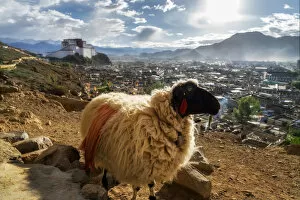 A sheep and Shigatse Dzong, Tibet, China