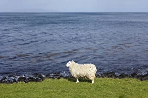 Even Toed Ungulate Gallery: Sheep on the shore, Murlough Bay near Ballycastle, County Antrim, Northern Ireland