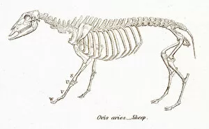 Images Dated 3rd April 2017: Sheep skeleton engraving 1803
