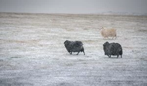 Images Dated 30th October 2013: Sheep on a snow field