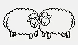 Bovidae Gallery: Two sheep standing next to each other with heads almost touching, side view