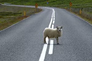 Bovid Gallery: Sheep standing in the middle of a road, Iceland, Europe