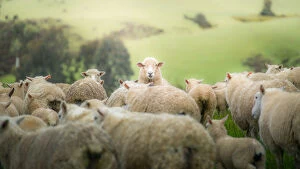 a sheep staring at camera