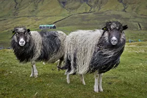 Images Dated 28th May 2013: Sheep, Streymoy, Faroe Islands, Denmark