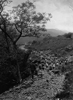 Sheep Track