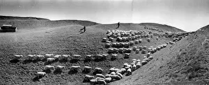 Sheep Trail