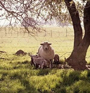 Images Dated 15th September 2009: Sheep Under A Tree