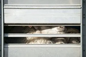 Ovis Prints: Sheep in a truck, transportation of sheep near Kirkjubaejarklaustur