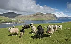Images Dated 31st May 2013: Sheep, Vagar, Faroe Islands, Denmark