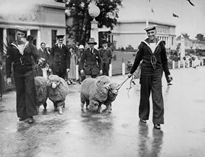 Historic Wembley Park Gallery: Sheep Walking