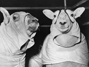 Prints of Two Suffolk sheep take part in the Smithfield Show at Earls Court Funny Animal Prints: Sheeps Clothing