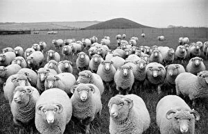 Images Dated 9th April 2016: Sheeps Eyes