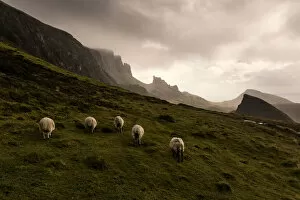 Images Dated 28th August 2015: Five sheeps at Quiraing walk in the cloudy day