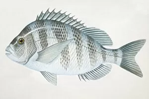 Images Dated 1st March 2006: Sheepshead, Archosargus probatocephalus, side view