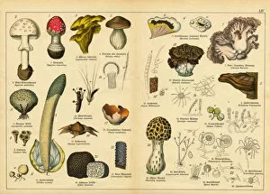 A sheet of very rare watercolor lithography of the early 20th century depicting mushrooms
