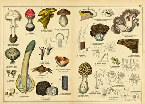 Prints of A sheet of antique watercolor lithography depicting mushrooms and spores, the work of the early 20th century The Magical World Of Illustration Prints: A sheet of very rare watercolor lithography of the early 20th century depicting mushrooms