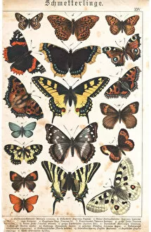 Insect Lithographs Collection: A sheet of very rare watercolor Victorian lithography depicting butterflies