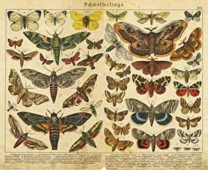 A sheet of very rare watercolor Victorian lithography depicting butterflies A sheet of very rare watercolor Victorian lithography depicting butterflies
