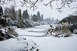 Images Dated 20th January 2013: Sheffield Park Gardens in the snow