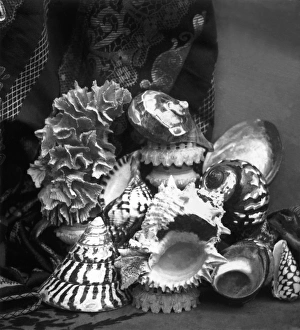 Pearl Collection: Shell Collection