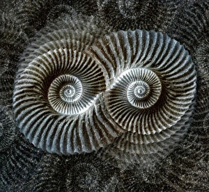 Sand Gallery: Shell fossil collage