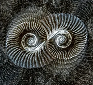 Animal Shell Collection: Shell fossil collage