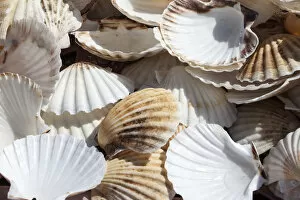Images Dated 24th August 2010: Shell Time