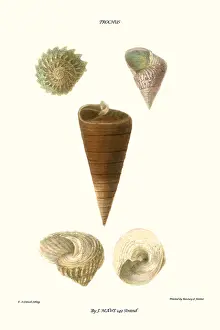 Mollusc Prints: top shells