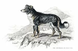 Images Dated 10th June 2015: Shepherd dog engraving 1840