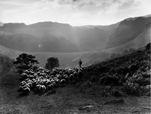 Shepherd And Flock