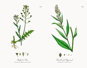 Images Dated 20th November 2017: Shepherda┬Ç┬Ös Purse, Capsella Bursa-pastoris, Victorian Botanical Illustration, 1863