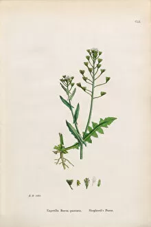 Images Dated 30th January 2017: Shepherdas Purse, Capsella Bursa-pastoris, Victorian Botanical Illustration, 1863