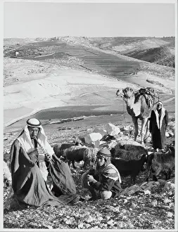 Lac0060 Prints: Shepherd's Field