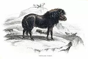 Racehorse Gallery: Shetland pony 1841