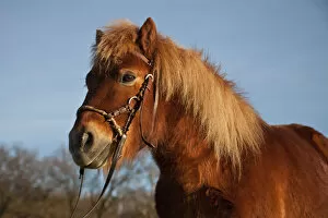 Images Dated 9th March 2014: Shetland pony, chestnut gelding, bitless bridle