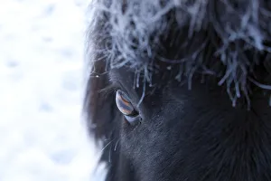 Shetland pony portrait