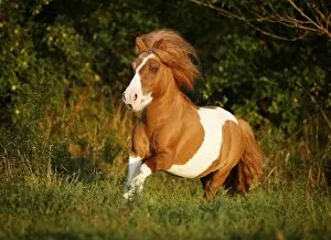 Images Dated 16th August 2012: Shetland Pony, skewbald horse, galloping across a meadow