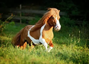 Shetland Pony, skewbald horse, galloping across a meadow