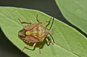 Images Dated 9th May 2013: Shield Bug -Carpocoris fuscispinus-, Untergroeningen, Abtsgmuend, Baden-Wuerttemberg, Germany