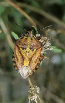 Hans Lang Nature Photography Gallery: Shield Bug species (Carpocoris mediterraneus), Leptogaria, Greece, Europe