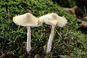 Hans Lang Nature Photography Gallery: Shield Dapperling (Lepiota clypeolaria) mushroom