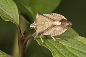 Shieldbug -Carpocoris fuscispinus- Untergroeningen, Baden-Wuerttemberg, Germany, Europe