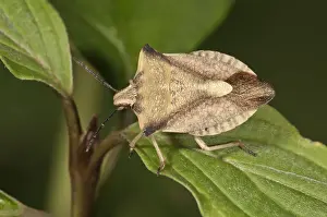 True Bug Prints: Shieldbug -Carpocoris fuscispinus- Untergroeningen, Baden-Wuerttemberg, Germany, Europe