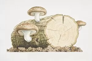 Healthy Eating Gallery: Three Shiitake Mushrooms growing from log