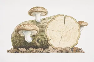 Images Dated 28th June 2006: Three Shiitake Mushrooms growing from log
