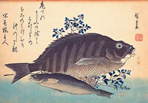 Shimadai and Ainame Fish
