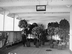Prints of A ships gardener on the Cunard liner Berengaria (former Hamburg America line vessel Imperator) takes stock of his bay trees on the main staircase. (Photo by E Bacon/Getty Images) Topical Press Agency Prints: Ships Garden