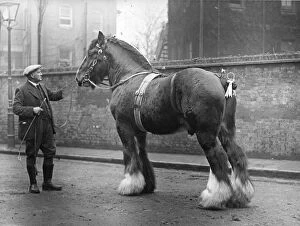 Topical Press Agency Gallery: Shire Horse