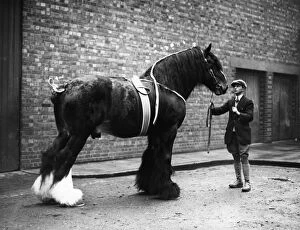 Horse Gallery: Shire Horse