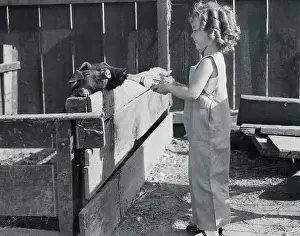 Shirley Temple Feeding a Pig